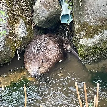 Natura 2000 奥西阿赫湖畔施泰因多夫