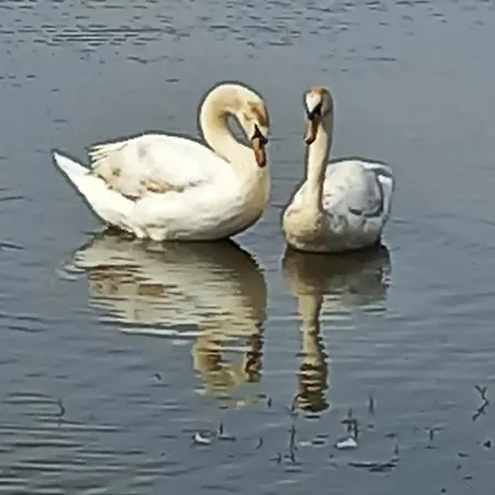 Natura 2000 * 奥西阿赫湖畔施泰因多夫
