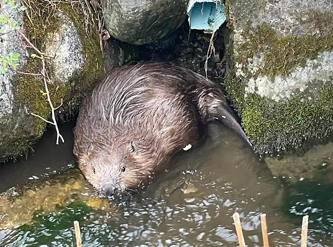 Natura 2000 Steindorf am Ossiacher See