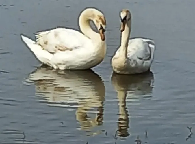 Natura 2000 * Steindorf am Ossiacher See